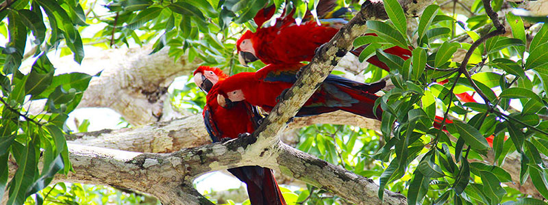 Scarlet Macaws
