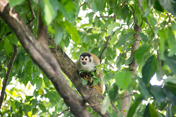  Squirrel Monkey on grounds