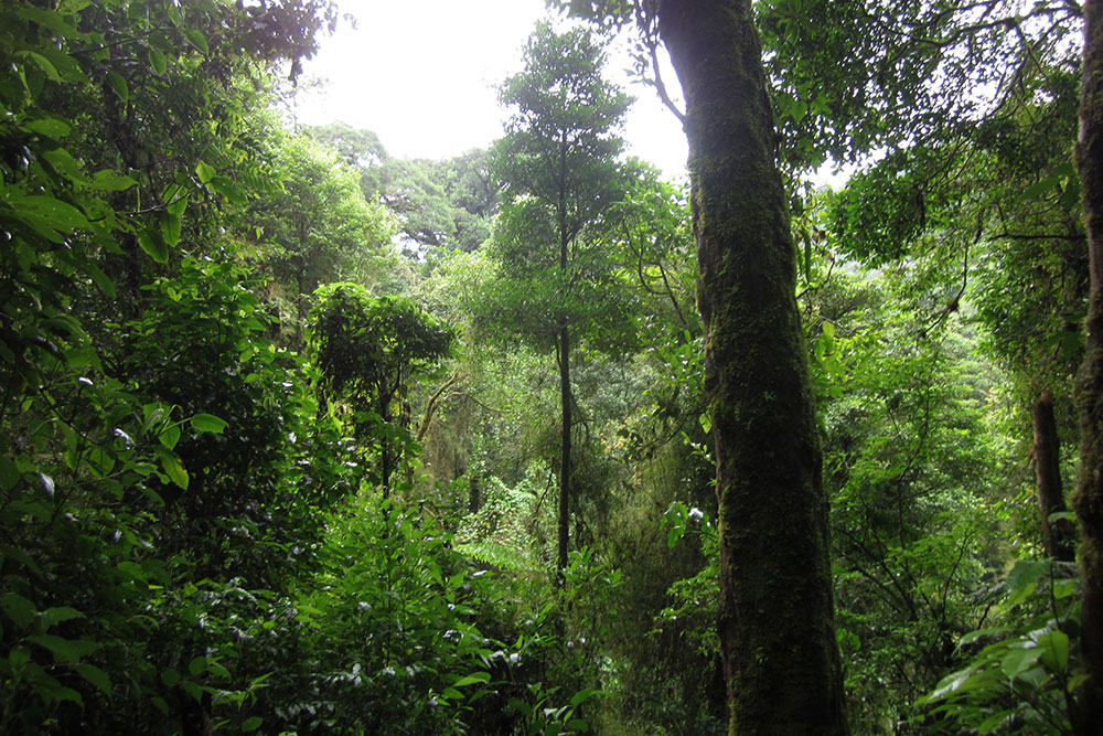  Trails through cloudforest