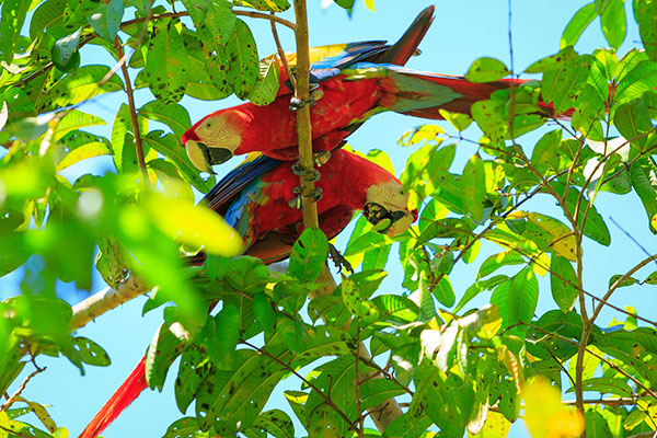  Scarlet Macaws