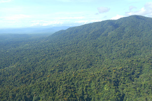 View of Rainforest Reserve