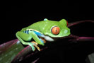 Red Eyed Treefrog