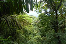 Rainforest View