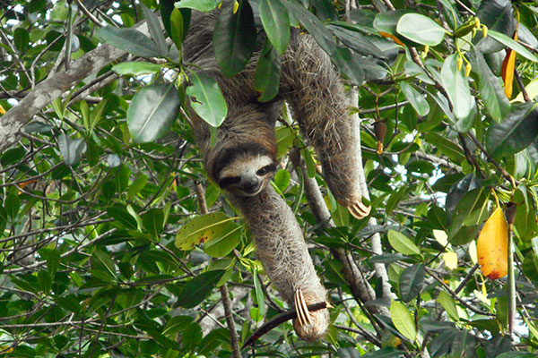 Three Toed Sloth